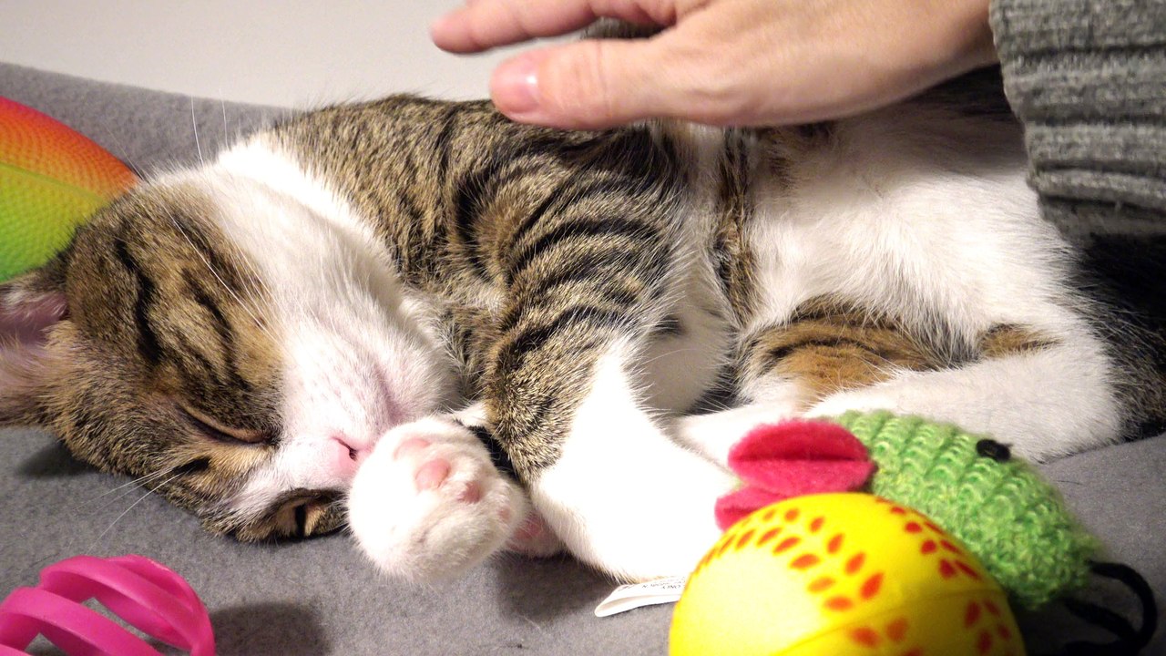 I Purr When I'm Happy