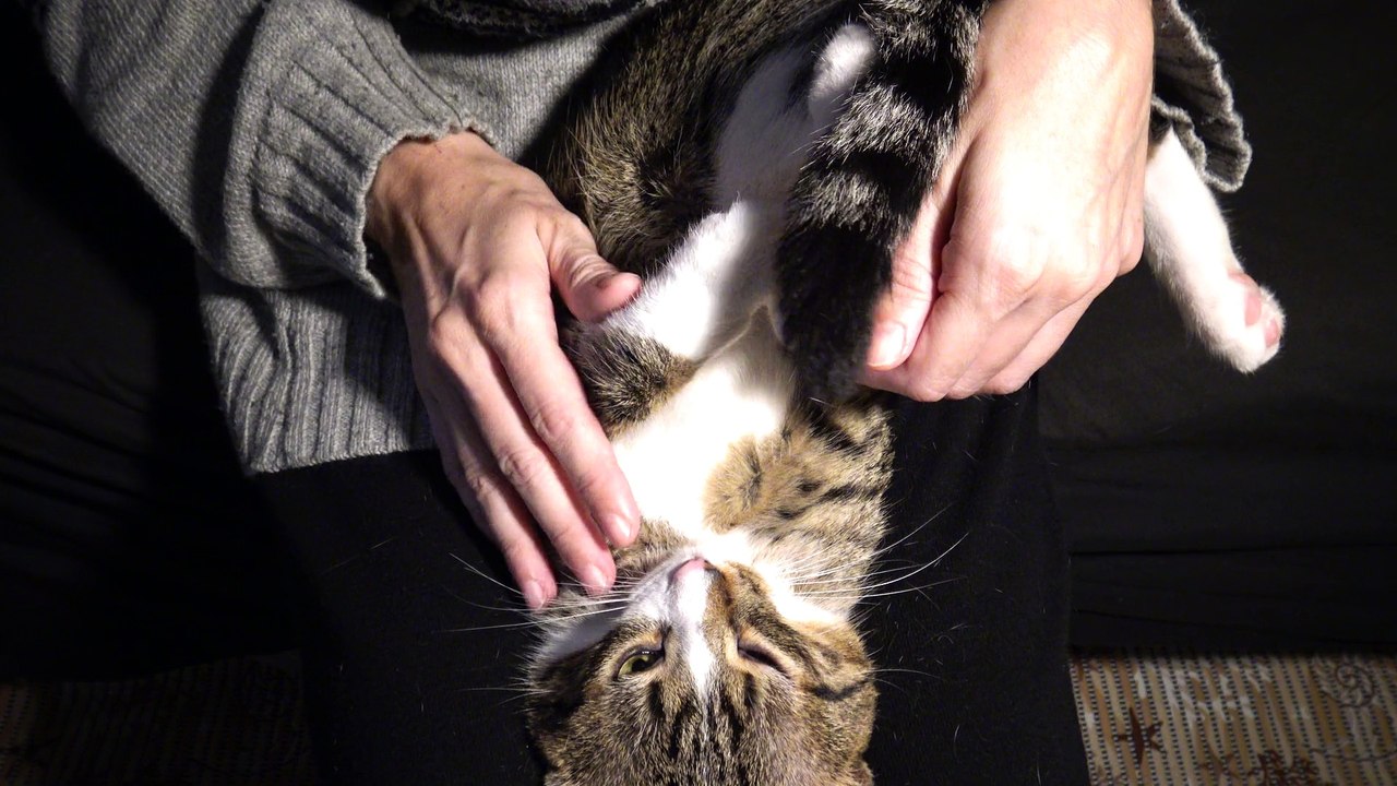 I Will Catch that Tail