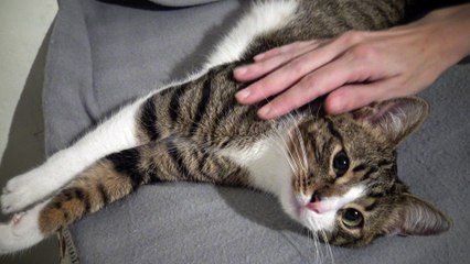 Kitten Rudolph Wants to Touch Me With His Paws