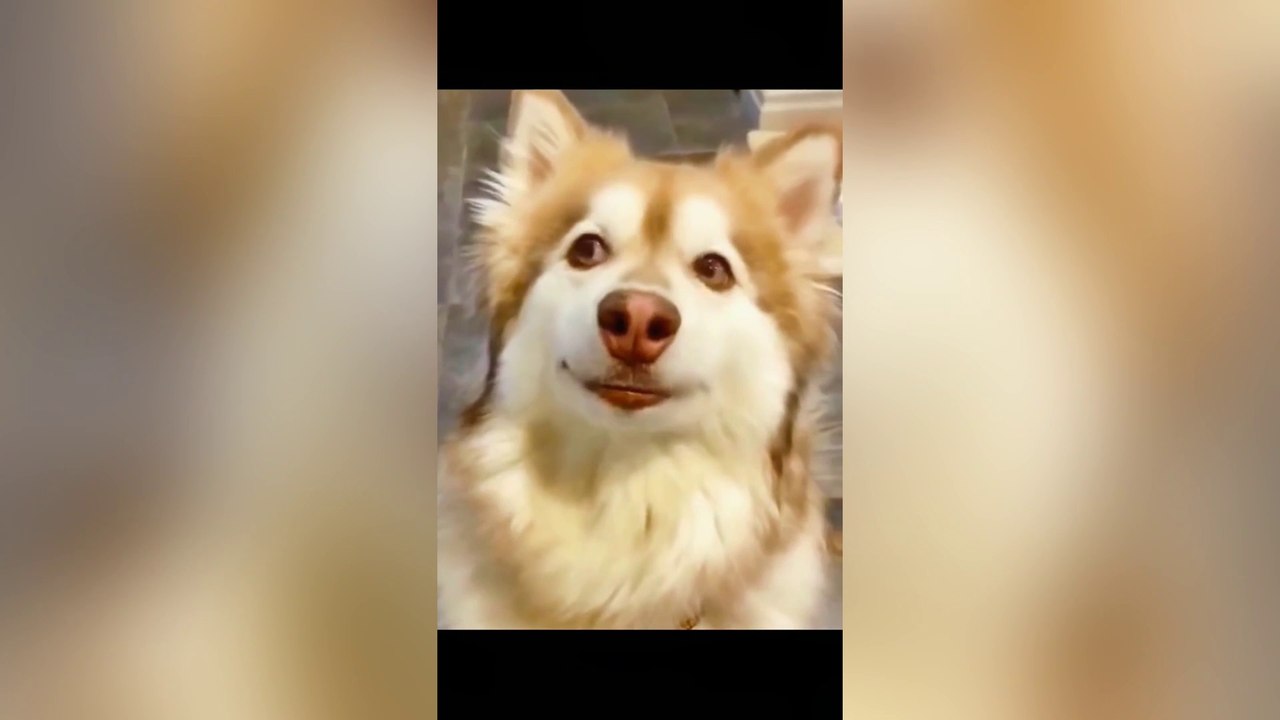 Funny dogs and cat moment