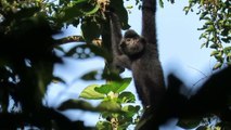 Çin'in Hainan Eyaletindeki Ulusal Park, Biyolojik Çeşitliliği Korumada İlerleme Kaydetti