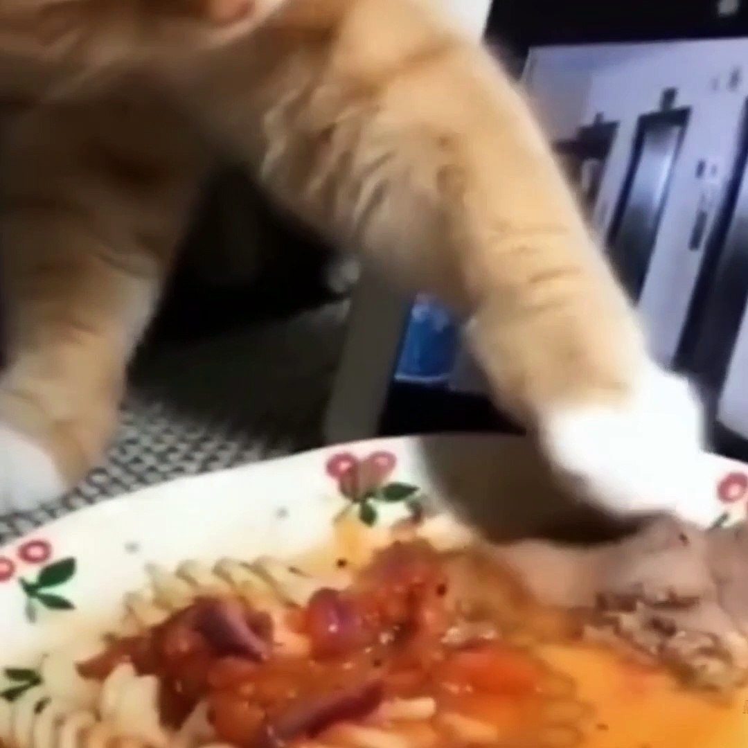 ⁣Funny Animals moments funny videos