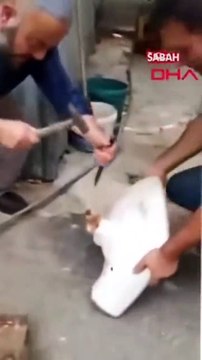 Il sauve un chaton coincé dans un évier