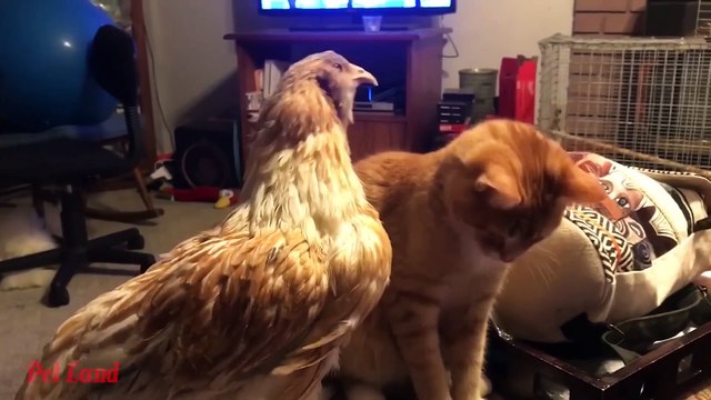 Próbálj Meg Nem Nevetni - Vicces Macska Videók #4 - Legviccesebb Állatok 2022