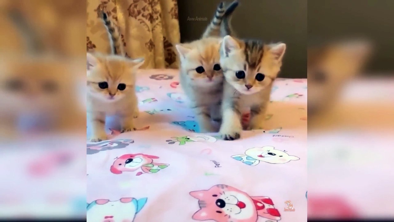 Baby Cats - Cute and Funny Cat Videos