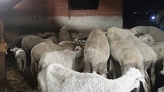 Breakfast time to lamb with his mom