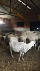 Breakfast time to lamb with his mom