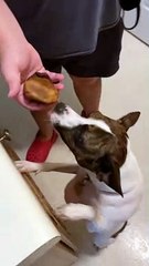 Beef kneecap bone for Princess