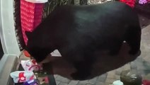 Hungry bear steals Chick-fil-A delivery from doorstep of Florida home