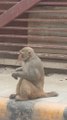 Ghayal Monkey एक घायल बन्दर | अपनी चोट को चाट कर ठीक करते हुए | सुना है जानवर के चाटने से उनकी चोट ठीक हो जाती है Comments करें।