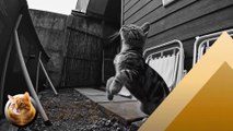 Baby cats - a special cat that plays with string and comes to the balcony and meows for us to play | CATS GB