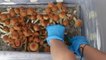 How Mushrooms Grow From Spore to Shroom