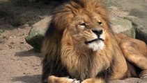 Lion - Sher animal king Beautiful Nice video