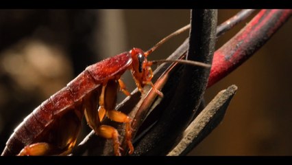 Tiny Creatures - Texas