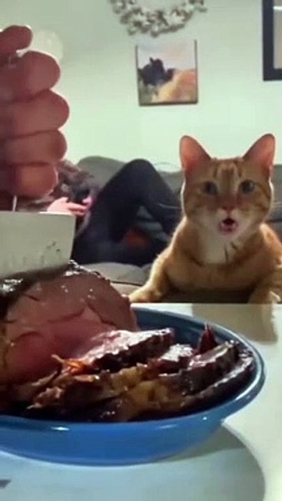 Best Cute Cats Funny Viral Clips || #funny Cute Cats #shorts Video || #trending #animals #reels