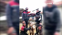 Sosyal medyayı sallayan video! Yeni fenomen bir inek