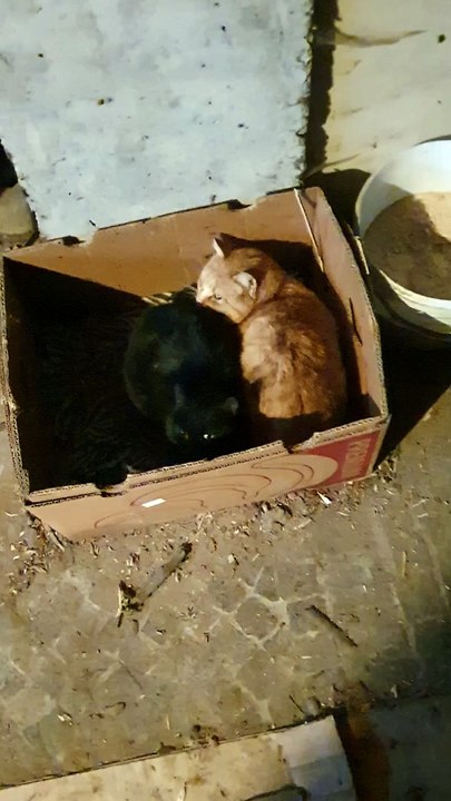 gatti nero e arrangiano