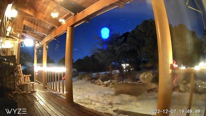 Deer Duke It Out in Front Yard