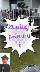 Kucing nyari majikan