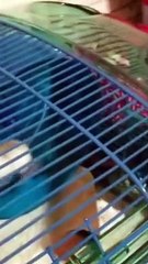 Funniest Animals  - Best Of The 2022 Funny Animal Videos  - Cutest Animals Ever you watched