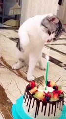 Funniest Animals  - Best Of The 2022 Funny Animal Videos  - Cutest Animals Ever part 2