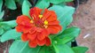 Common zinnia | Scientific name: Zinnia elegans #flowers