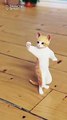 Funny cats dancing  Full Fun entertainment videos