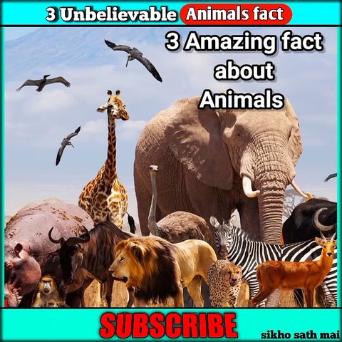 Amazing facts about Animals #viral #shorts #reels - video Dailymotion