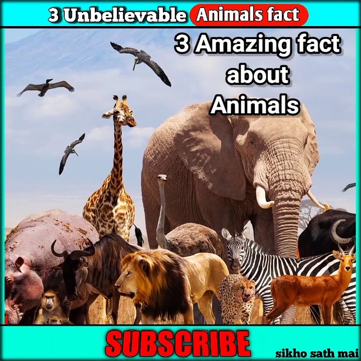 Amazing facts about Animals #viral #shorts #reels