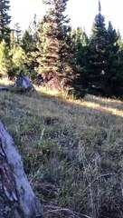 Three Mountain Lions on the Prowl