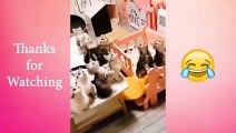 Adorable Cats and Kittens  makes your Day!    Funny Animals Compilation #25