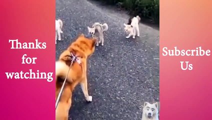 Cute Loving  And Funny Animals Compilation #24   Animals Cute and Funny