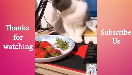 Cute  Pets And Funny Animals Compilation #22    Animals Cute and Funny