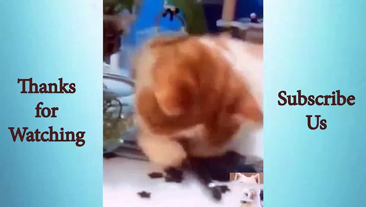 Adorable Cute Pets And Funny Animals Compilation #20   Animals Cute and Funny
