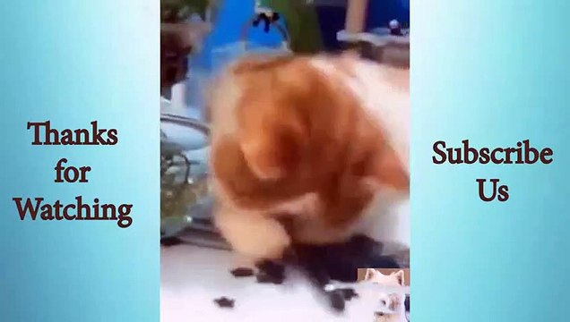Adorable Cute Pets And Funny Animals Compilation #20 Animals Cute and Funny
