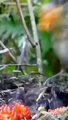 Birds feed (2022).,@ #shorts