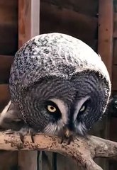 strange sound   bird sound #shorts