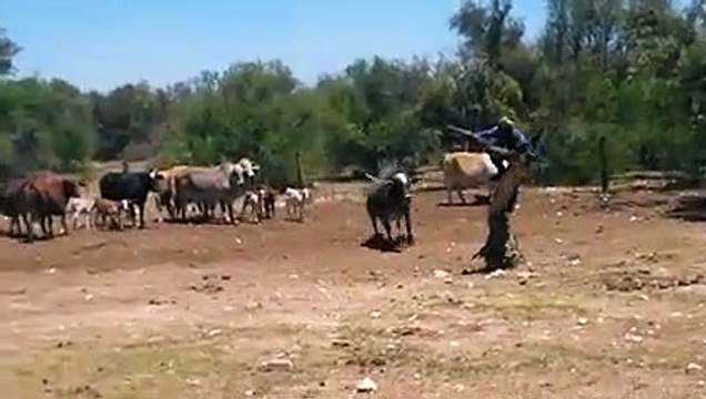 जानवर से छेड़ छाड़ कराना पड़ा भारी