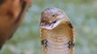 King cobra kiss challenge for Snake catcher  Snake rescue ! King cobra