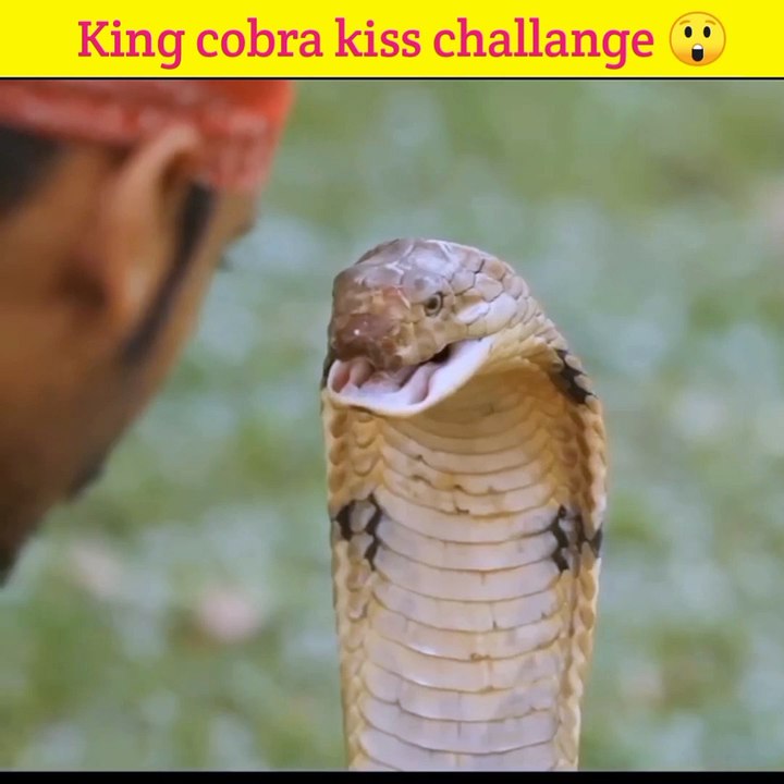 King cobra kiss challenge for Snake catcher  Snake rescue ! King cobra