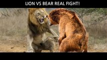 #weired things#wild animal fights#interesting facts Lion vs Bear Real Fights video.