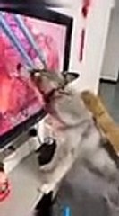 Try_Not_To_Laugh_Dog_Compilation_#15__-_Funny_Dog_Videos_#Shorts(144p)