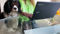 Cute Cavalier reacts to squeaky toy sounds