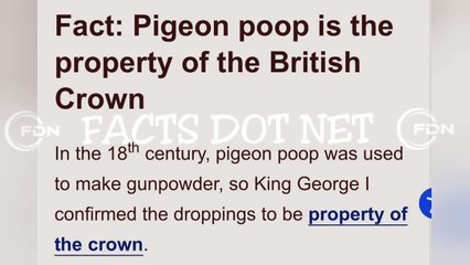 Did you know? Pigeon poop is the property of the British Crown