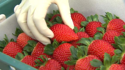 제값받기는 유통혁신으로...로컬푸드 매장 등 한몫 / YTN