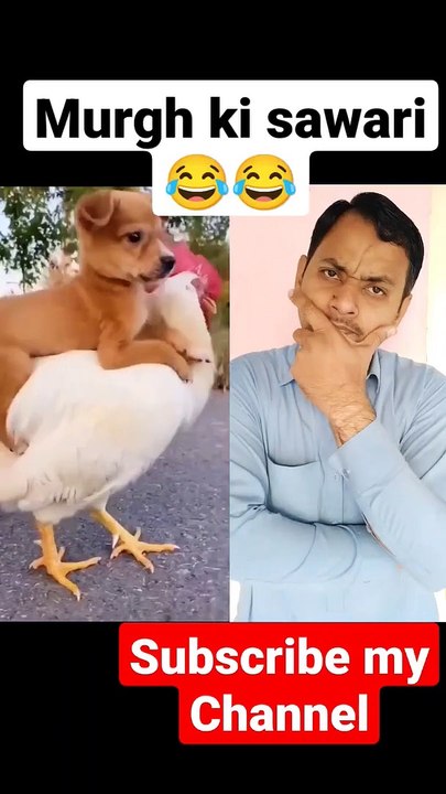 Murgh ki sawari #shorts #funny #viral