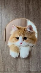 So cute cats & Kittens