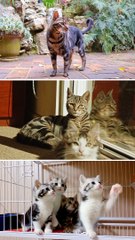 Kucing Peliharaan Yang Lucu