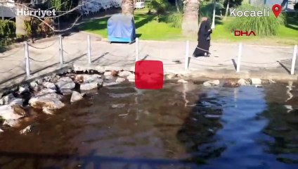 İzmit Körfezi'nin rengi kahverengiye döndü