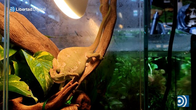 Las tiendas de mascotas rechazan la ley animalista de Belarra: Las abuelas quieren un periquito